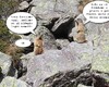 Marmotte sul sentiero che sale dalle baite di Mezzeno al rifugio Laghi Gemelli