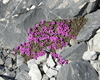 Flora e fauna al rifugio quinto alpini in alta valtellina parco nazionale dello stelvio gruppo ortles cevedale
