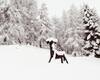 cervo nella neve