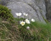 pulsatilla, anemone alpina