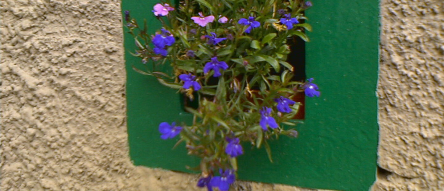 Feritoia fiorita presso il rifugio alpino al Passo di Cassana